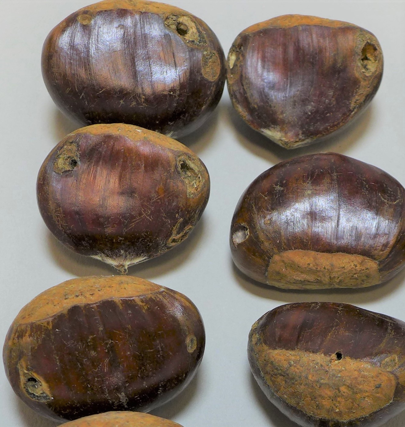 mehrere Maronen mit Bohrlöcher an der Schale